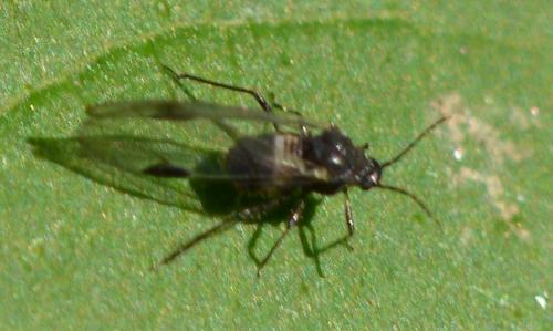 Réf. 295 077 : Anoecia corni